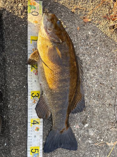 スモールマウスバスの釣果