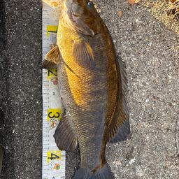 スモールマウスバス