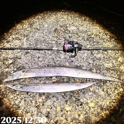 タチウオの釣果