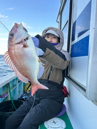マダイの釣果