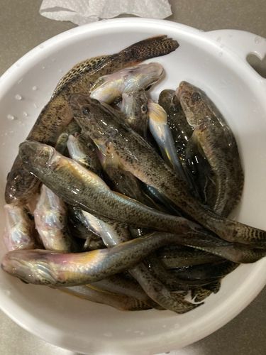 マハゼの釣果