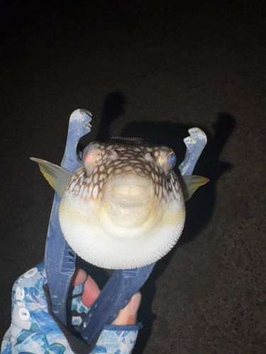 フグの釣果