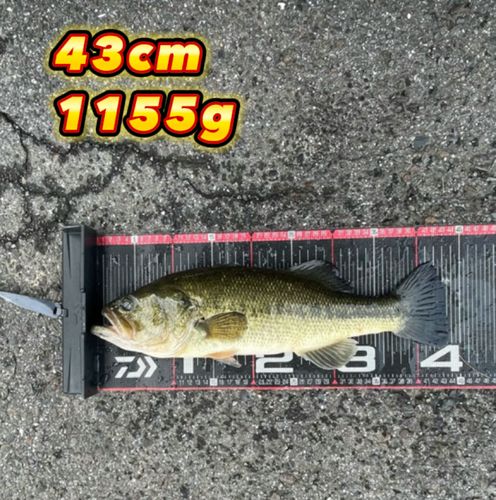 ブラックバスの釣果