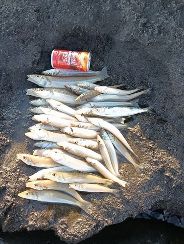 シロギスの釣果