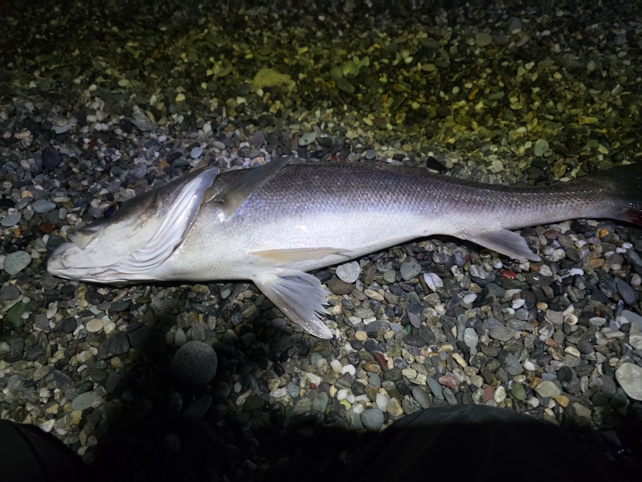 SHIMANO 23ネッサ リミテッド S116M+の最安値・インプレ・釣果 | 本音