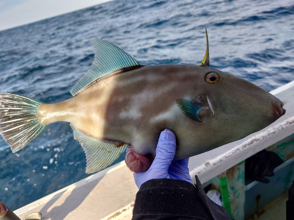 はくさい🎣🐟さんの釣果 1枚目の画像