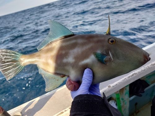 ウマヅラハギの釣果