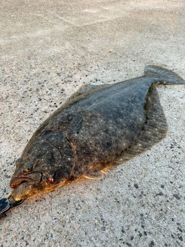 ヒラメの釣果