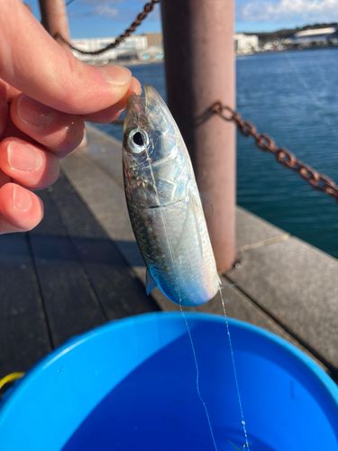 小名浜港アクアマリンふくしま周辺