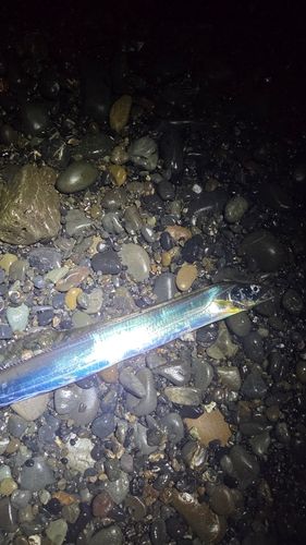 タチウオの釣果