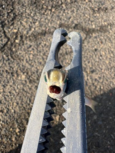 カタクチイワシの釣果