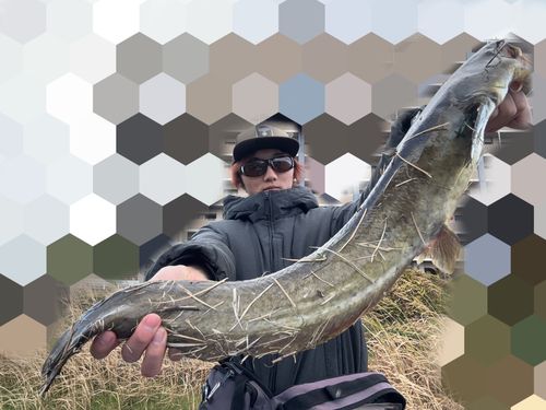 マナマズの釣果