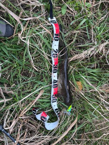 マナマズの釣果