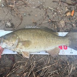 スモールマウスバス