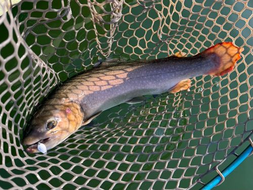 ニジマスの釣果