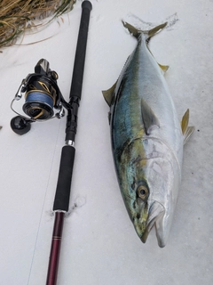 フクラギの釣果