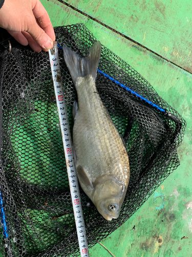 ヘラブナの釣果