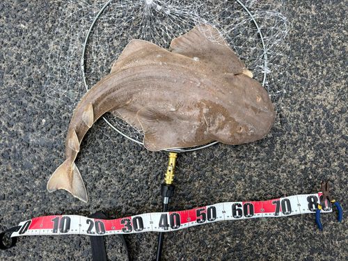 カスザメの釣果