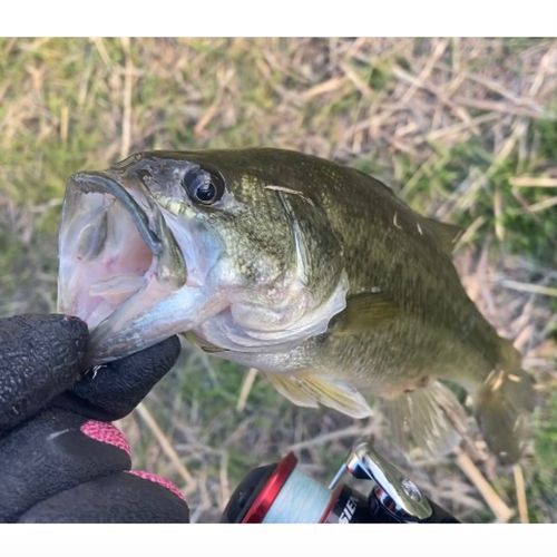 ラージマウスバスの釣果