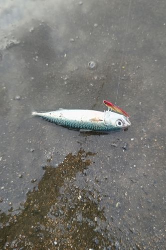 泉佐野食品コンビナート