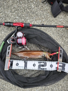 イカの釣果
