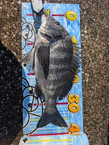 クロダイの釣果