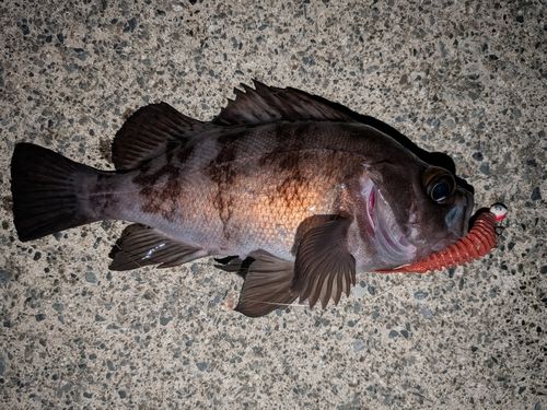 三陸海岸（岩手）