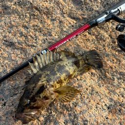 タケノコメバル