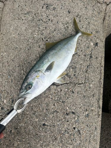 ハマチの釣果