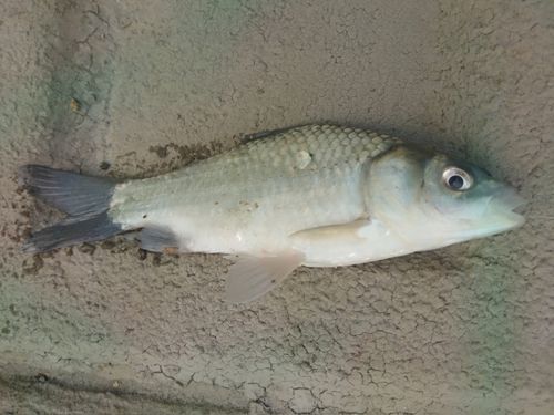 ヘラブナの釣果