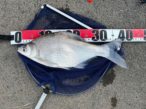 ダントウボウの釣果