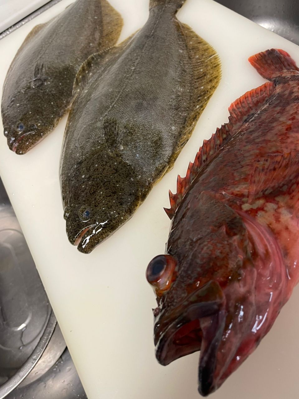 ひなっちのパパさんの釣果 1枚目の画像