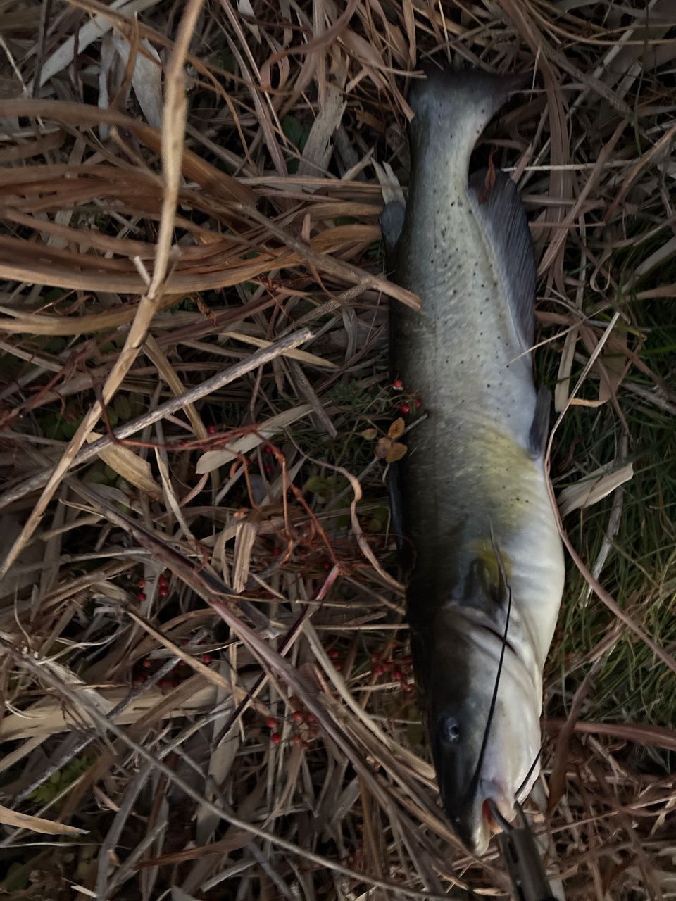 アメリカンキャットフィッシュ