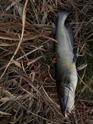 アメリカンキャットフィッシュの釣果