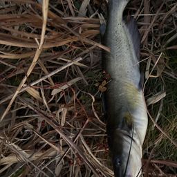 アメリカンキャットフィッシュ