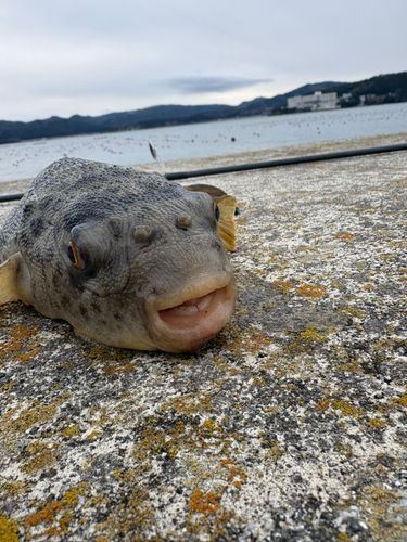 ヒガンフグの釣果