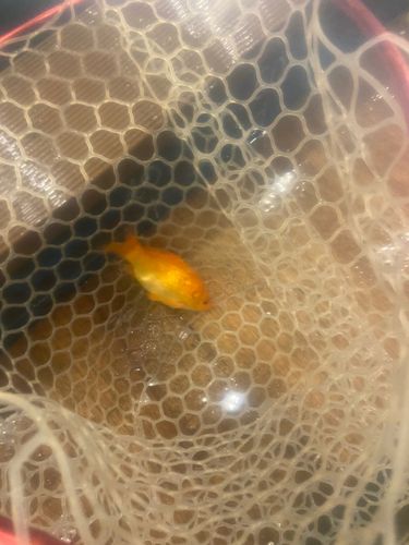 キンギョの釣果