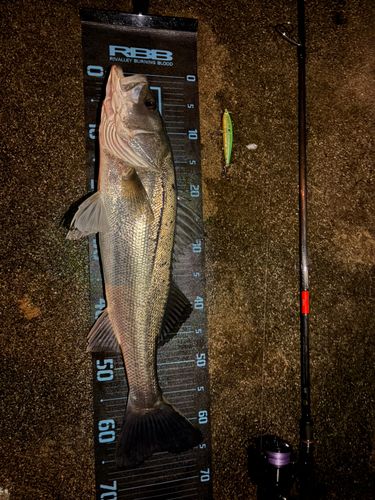 シーバスの釣果