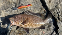 オオモンハタの釣果