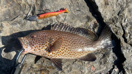 オオモンハタの釣果