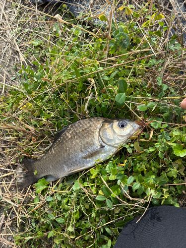 ギンブナの釣果