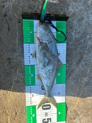 ヒラスズキの釣果