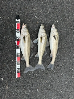 シーバスの釣果