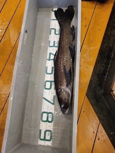 アオウオの釣果