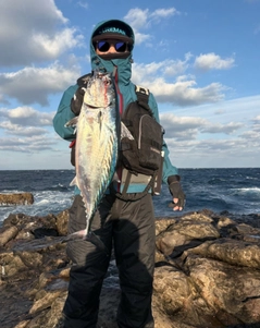 スマガツオの釣果