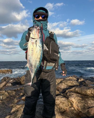 スマガツオの釣果