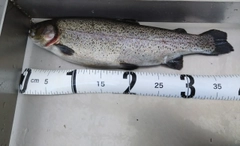 ニジマスの釣果