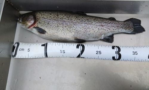 ニジマスの釣果