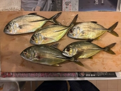 メッキの釣果