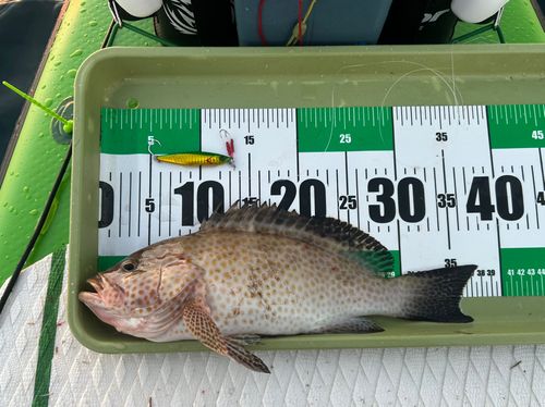 オオモンハタの釣果